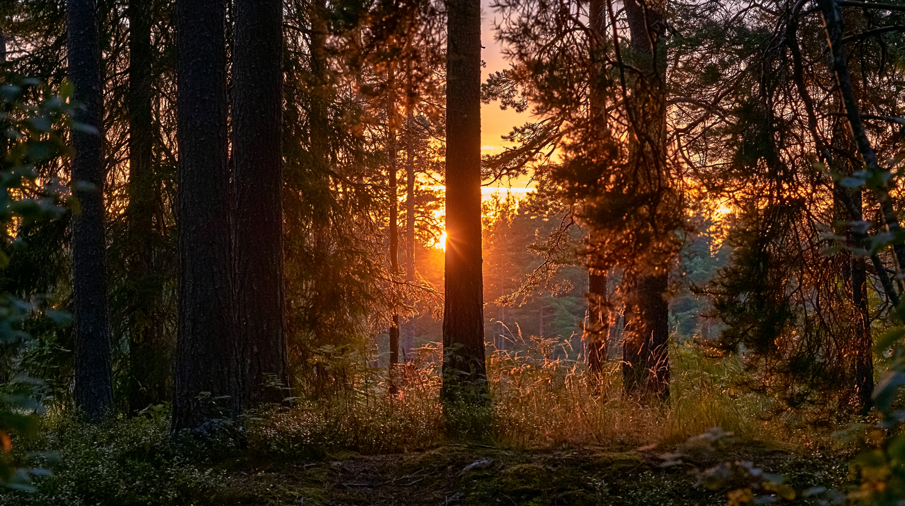 Mörk tallskog i den svenska skärgården