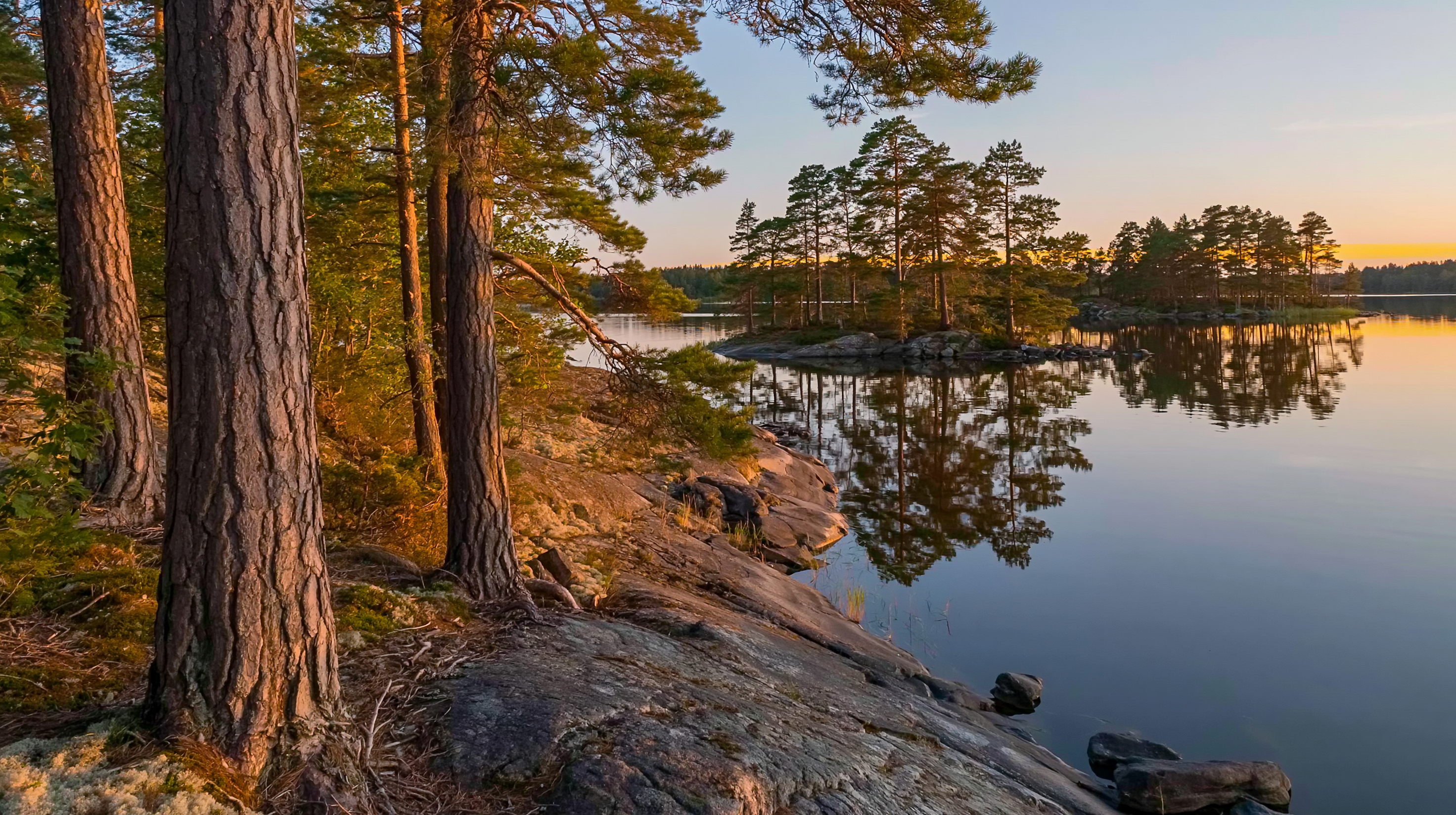 Pines facing still archipelago water in golden light