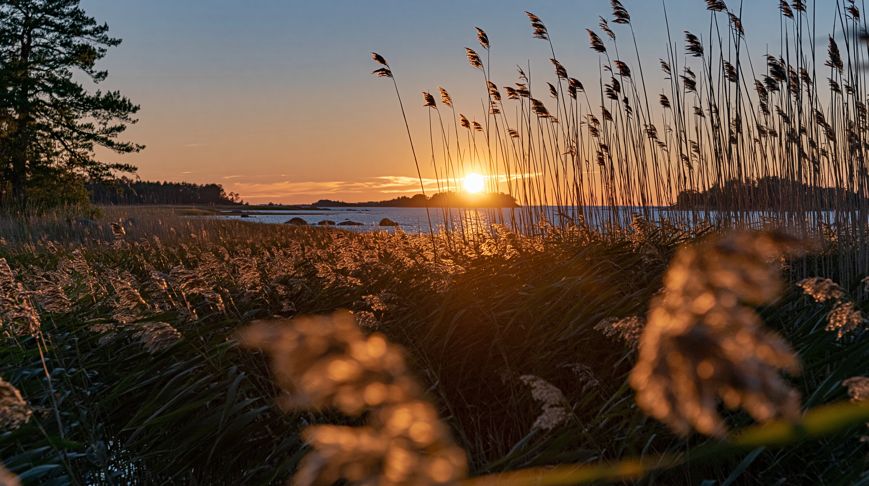 Hög vass i motljus mot öppet vatten