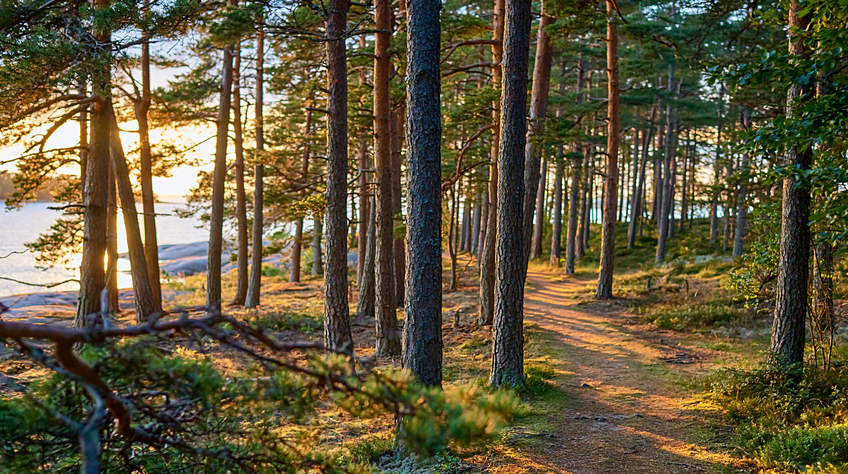 Forest path through pines toward the archipelago coast in golden light